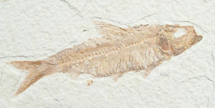 Knightia Fossil Fish - Wyoming #7563